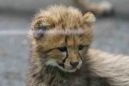 多摩動物公園110603-チーターの赤ちゃん-18