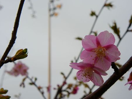安行寒桜 4つめ