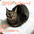 101016-【猫アニメ】素敵にゃハンモックにゃ！