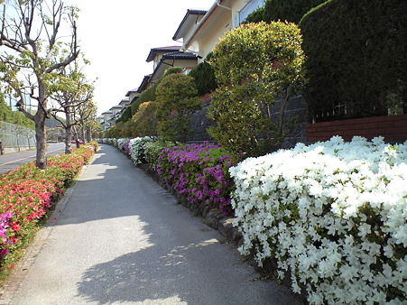 tsutsuji