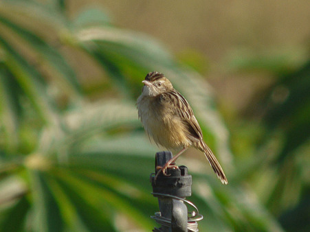セッカ(Zitting Cisticola) P1020088_R