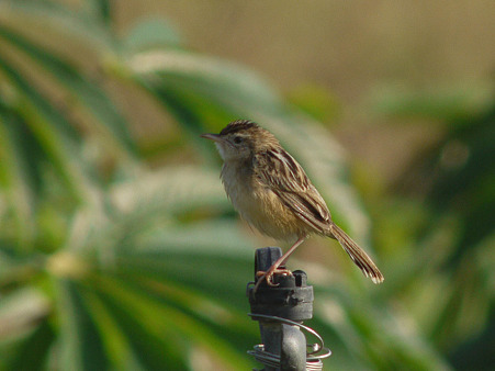 セッカ(Zitting Cisticola) P1020086_R