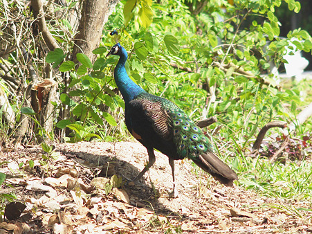 マクジャク(Green Peafowl) P1180969_R2