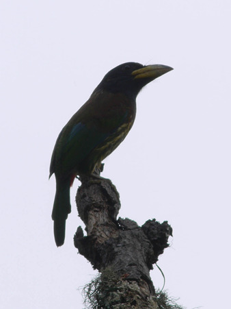 オオゴシキドリ(Great Barbet) P1130568(crop)