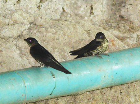 オオコシアカツバメ(Striated Swallow) P1130987_R2