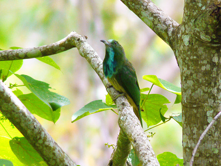 アオムネハチクイ(Blue Beared Bee-eater) P1190492_R
