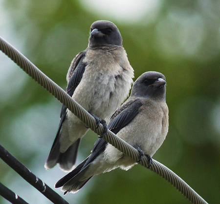 ハイイロモリツバメ(Ashy Wood-swallow) P1170704_R2
