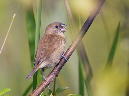シマキンバラ(若)(Scaly-breasted Munia) P1250749_R