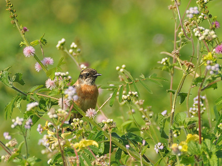 ノビタキ(Common Stonechat) DSC_4352_R