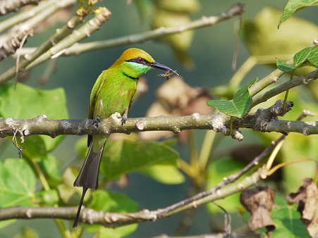 ミドリハチクイ(Green Bee-eater) P1260547_R