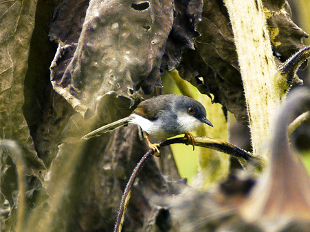 ハイムネハウチワドリ(Grey-breasted Prinia)P1050629_R