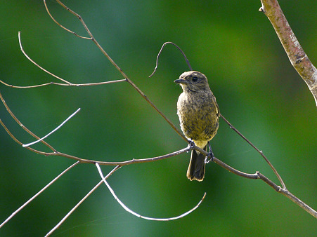 Pied Bushchat(クロノビタキ♀)P1050706_R