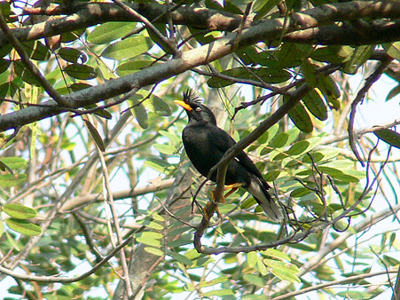 White-vented Myna P1290314_R
