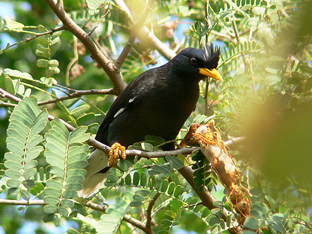 White-vented Myna P1280740_R2