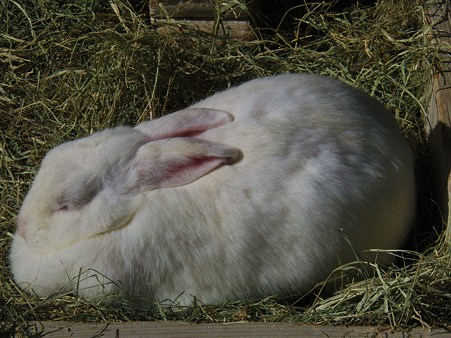 <b>福岡市動物園</b>のウサギ - て～げ～、て～げ～ なんくるなるさ <b>...</b>