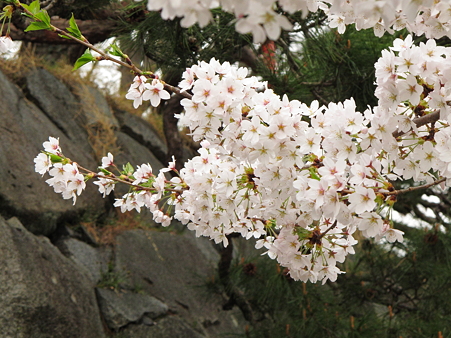 盛岡城跡公園(岩手公園)の桜・4