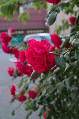 flower06112011dp2-02