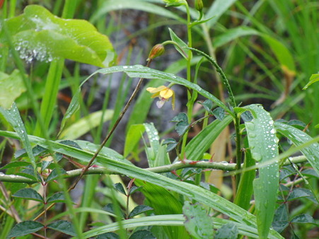 カキラン