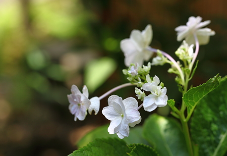 最後のアジサイ　隅田の花火