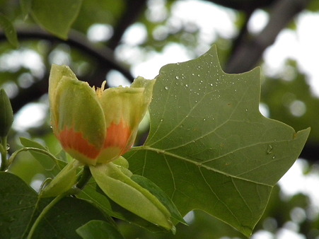 DSCF0024