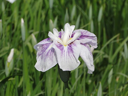 花菖蒲(ハナショウブ)