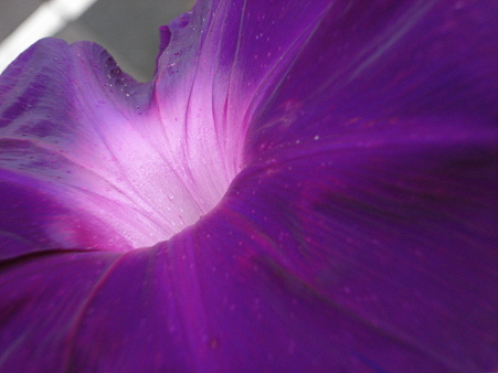 朝顔（アサガオ）　暁の紫