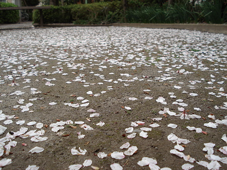 最後の桜散る