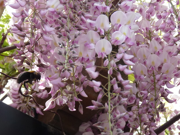 藤の花に でかいハチ 写真共有サイト フォト蔵