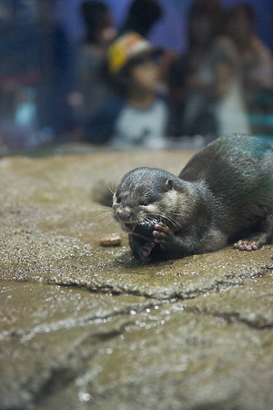 notojima100826725