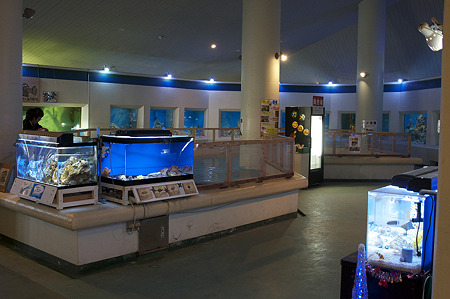 katurahama110311241