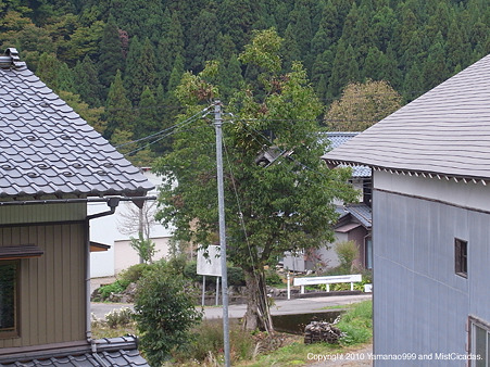 熊棚(クリ)