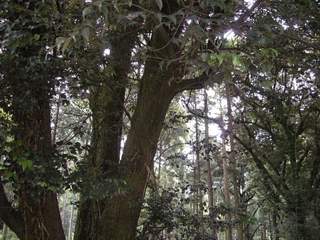 浅間神社の杜
