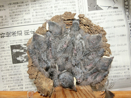 ヒナちゃんたち