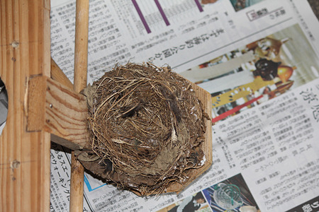 巣