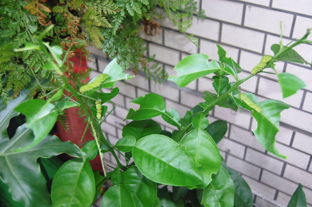 2010年08月28日はらぺこあおむしだらけ