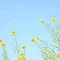 菜の花と空