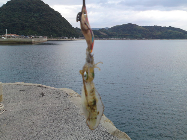 エギングなう 周防大島和田波止場 隣のオジサンがアオリ釣りました 写真共有サイト フォト蔵