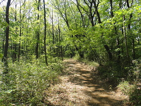 110429 小野路城址