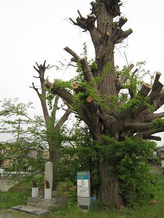 目印の大銀杏
