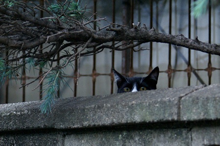 どちらが観察してるんだか
