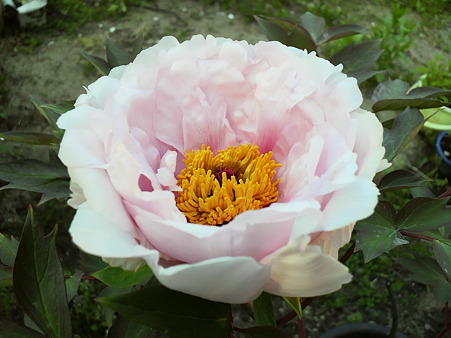 Peony