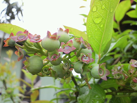 Blueberry