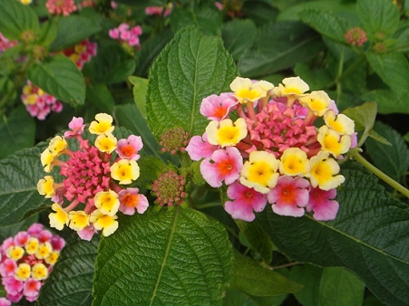 花手鞠（ピンクと黄色）
