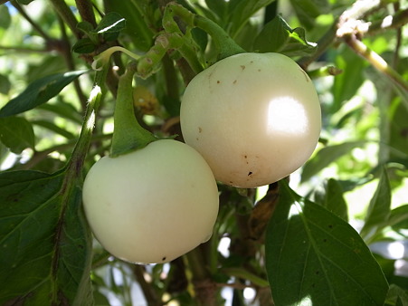 ペピーノ栽培☆挿し木で増やすコツと人工授粉の方法 | 暇人主婦の家庭
