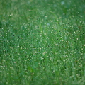 The Overgrown Lawn Decorated with the Morning Dew
