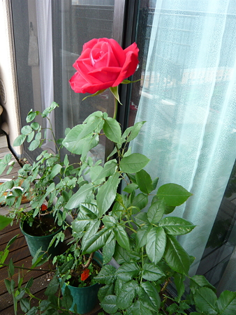 ベランダの薔薇-宴-03