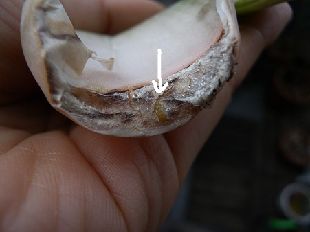 Gasteria White OX