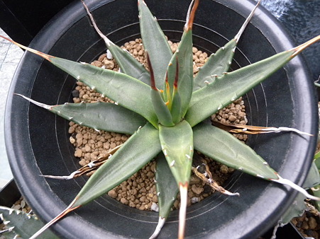agave eborispina nudam