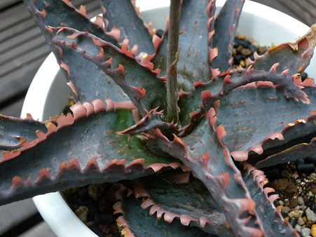 unnamed aloe