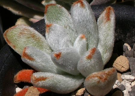 Echeveria leucotricha